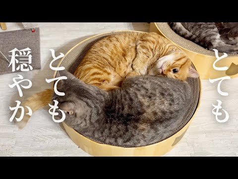 真夜中に目が覚めるとそこはとてもとても穏やかな世界だった #猫 #マンチカン