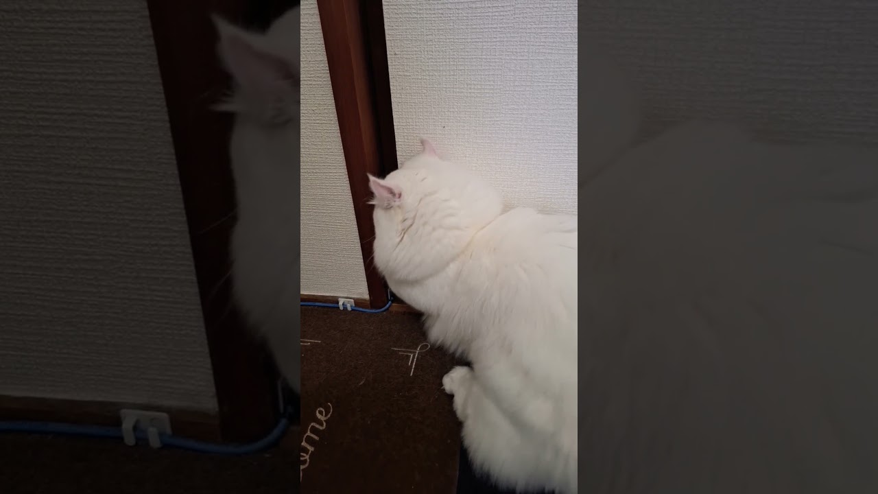 【オッドアイ幸せを呼ぶ猫】ラビちゃん脱出の瞬間#猫#cat#白猫#キンカロー#shorts