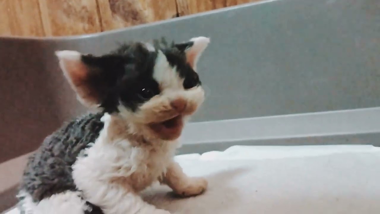 デボンレックス　仮名 ブラッドフォード