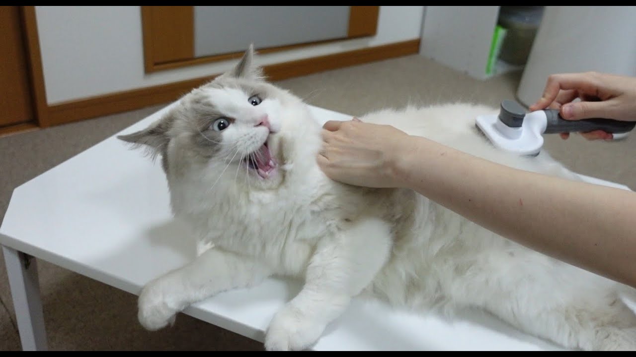 抜け毛を回収される猫2