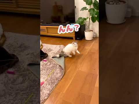 二本足でジャンプする子猫【おしゃべりする猫】 #Shorts 【猫アテレコ】