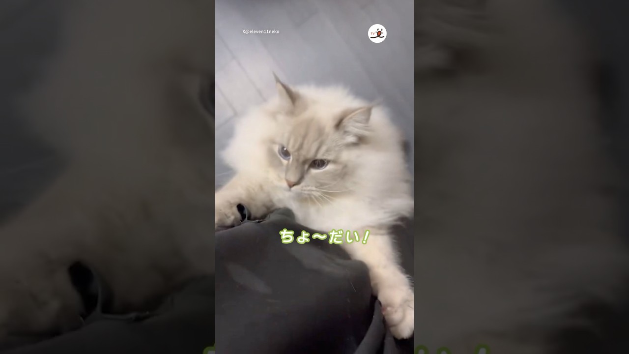 サツマイモ持ってるのバレた…！｜PECO #サイベリアン #猫 #猫動画 #猫のいる暮らし #siberian #siberianforestcat #cat #catlover #catvideos