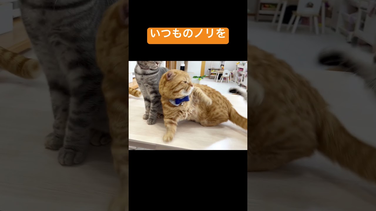 親分に喝を入れられていつものノリを思い出した茶々パパ #shorts #猫 #マンチカン