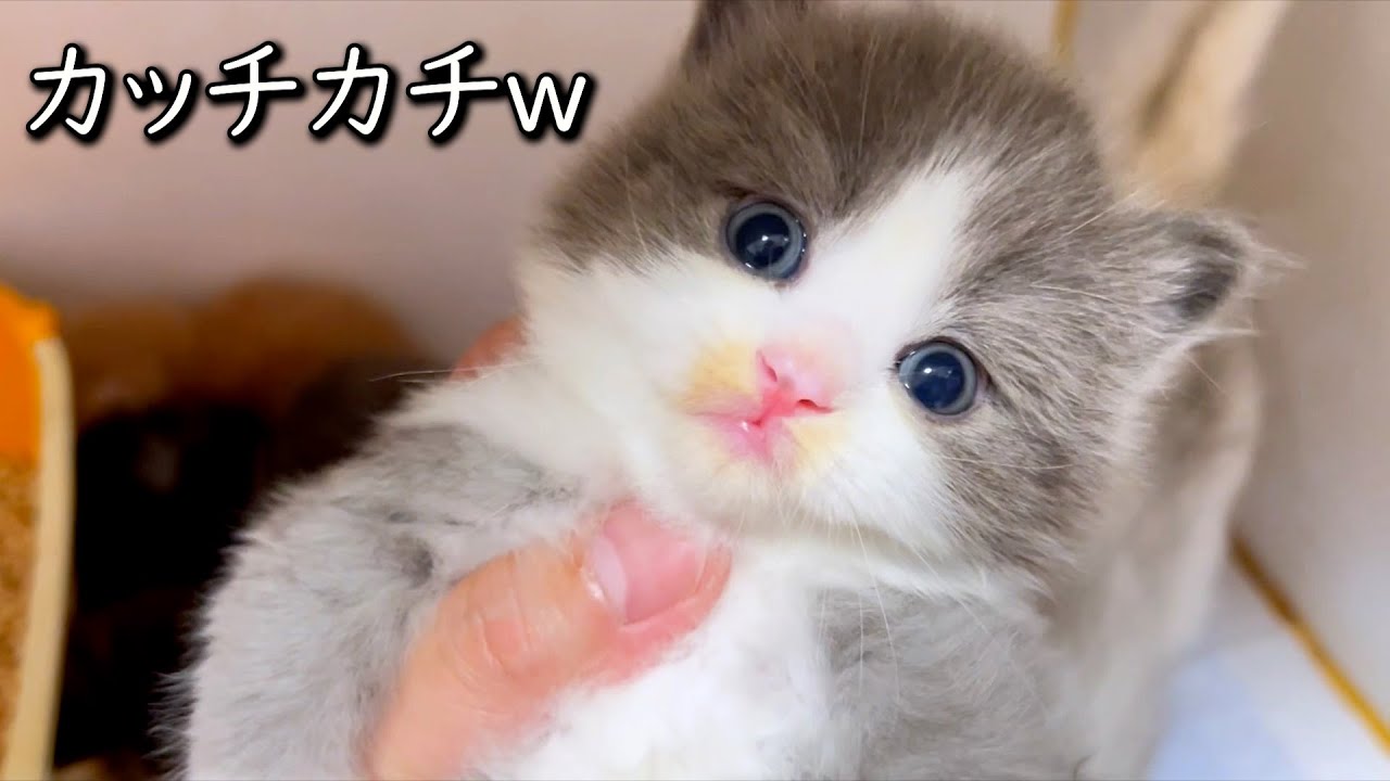 【マンチカンの子猫】まだ慣らし中の為カッチカチな件 ∼猫のいる生活Vol.829~ 出産動画 マンチカン短足・ミヌエット・ペルシャ猫専門ブリーダー『ペット蔵人』【子猫の成長記録】