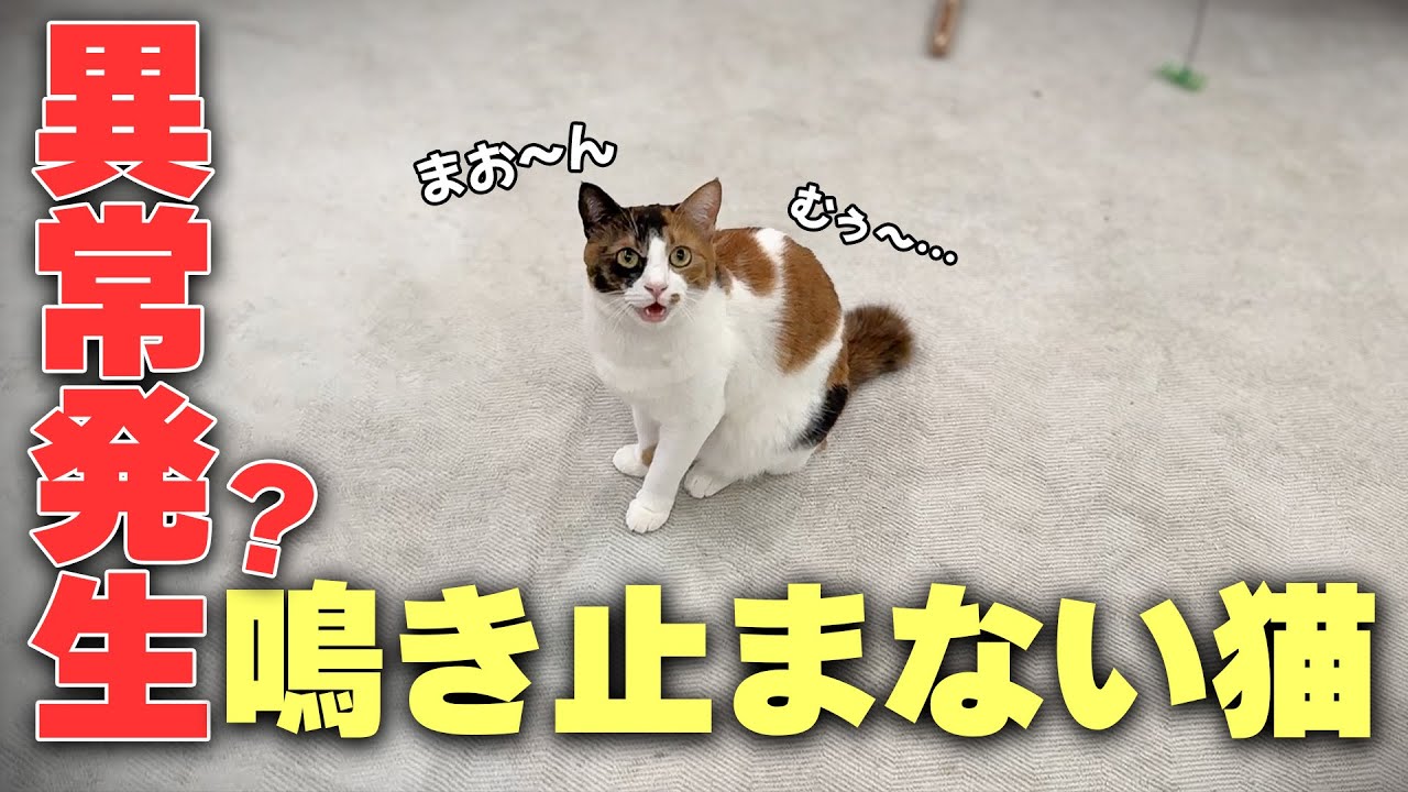 【異変】誰も居ない場所で必死に鳴き続ける猫の様子がおかしすぎたので慌てて駆けつけたら…