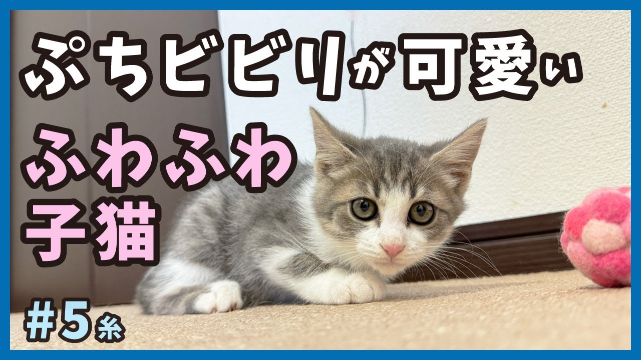 【子猫 保護】ビビリ、威嚇、甘え。保護したばかりの子猫はコロコロ変わる様子でみんなを癒やしてくれます。【保護猫・糸5】/cat and police