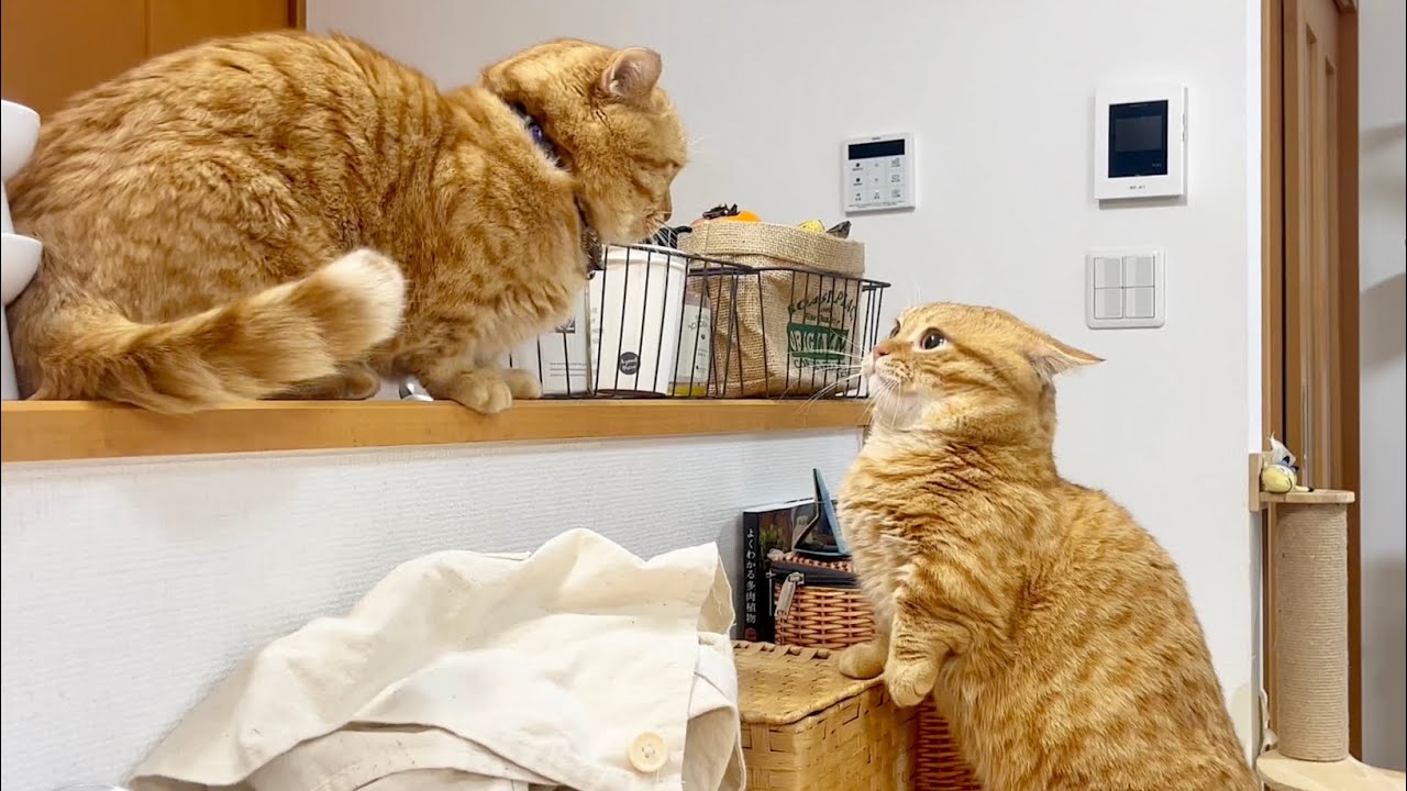 ぽちゃくんにまちぶせされた茶々パパのしっぽが食器を... #猫 #マンチカン