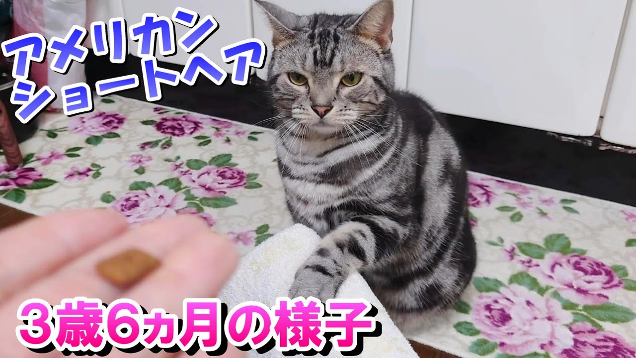 アメショーのソラ３歳６ヵ月の様子！ダイエット中（アメリカンショートヘア）