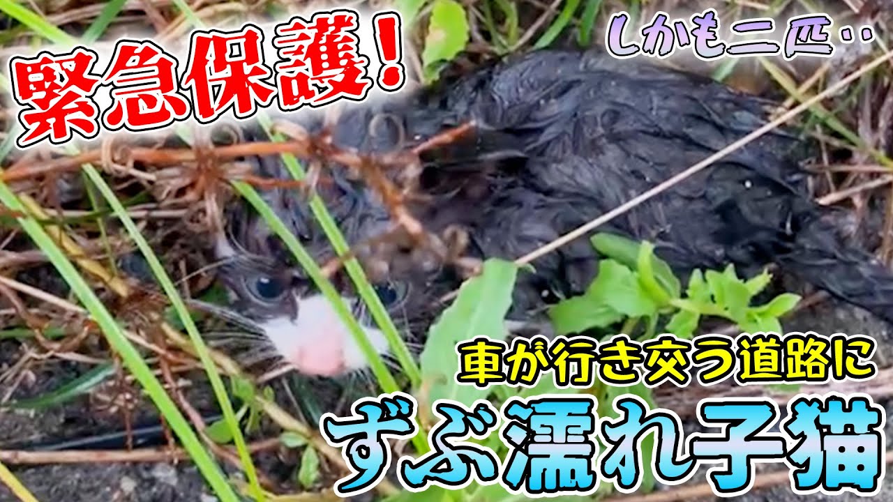 緊急保護した二匹の子猫をわが家で預かる事になり連れて帰ると、先住猫ネコ吉＆ボス吉に‥【道路のずぶ濡れ子猫 #1】