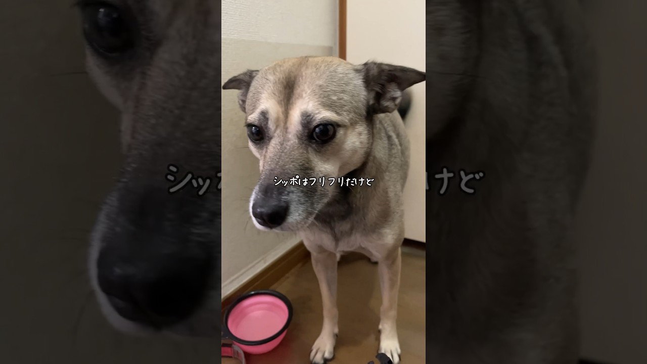 【癒やし】捨てられた犬と猫！痛みがわかるからこそ優しくなれるんだ #感動する話 #dog #shorts