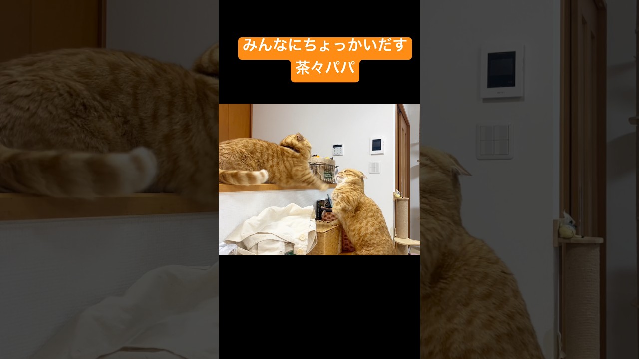 みんなにちょっかいだす茶々パパ #猫 #マンチカン #shorts