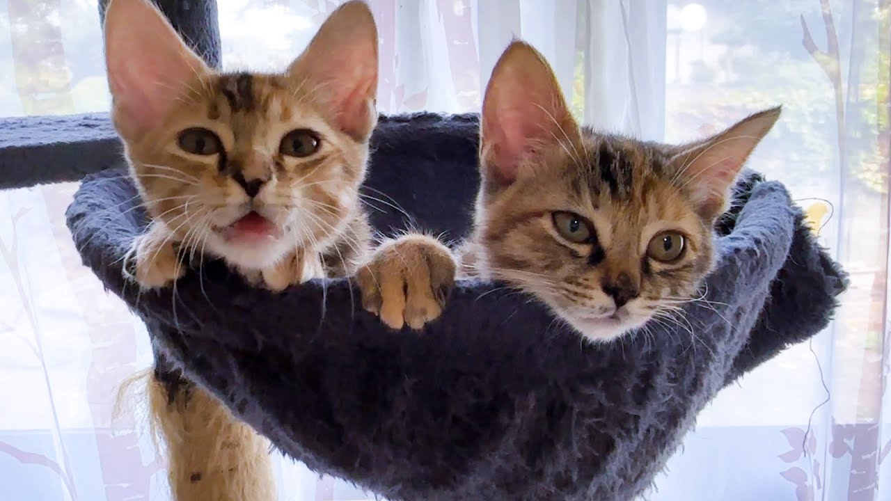 怖がり屋さんな子猫が少しずつ先輩猫に近づけれるようになりました！