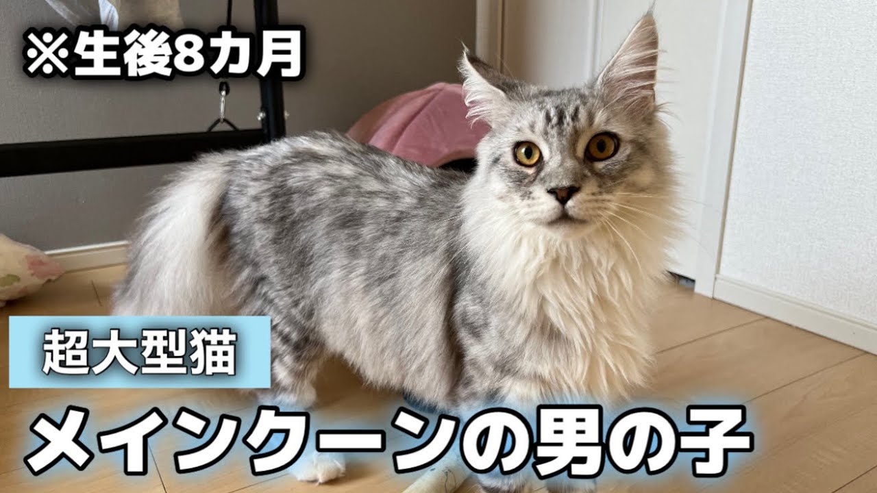 【ご報告】家族が増えました！超大型メインクーンの男の子