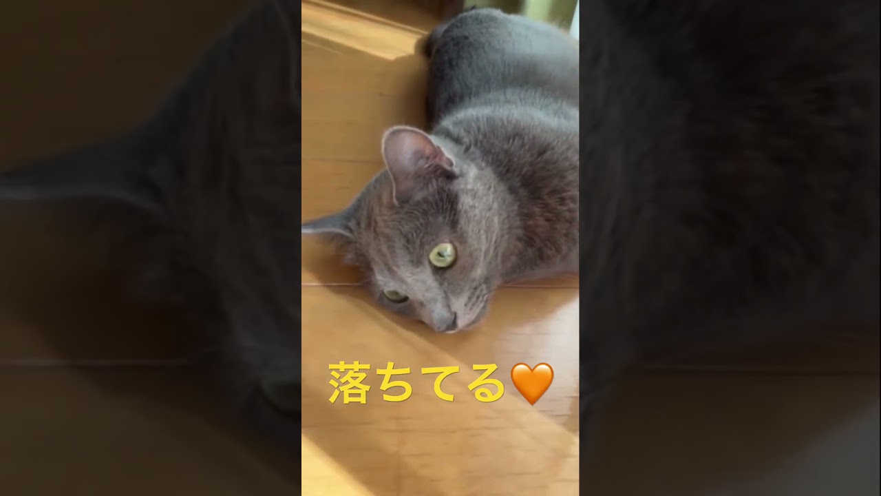 猫落ちてる🧡・・と思ったら？！（ロシアンブルー）#shorts