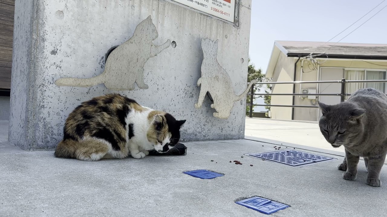 湯島　公民館の近くにいた尻尾の無い猫さん3　マンクス三毛猫？　Manx Calico?  #ランピー