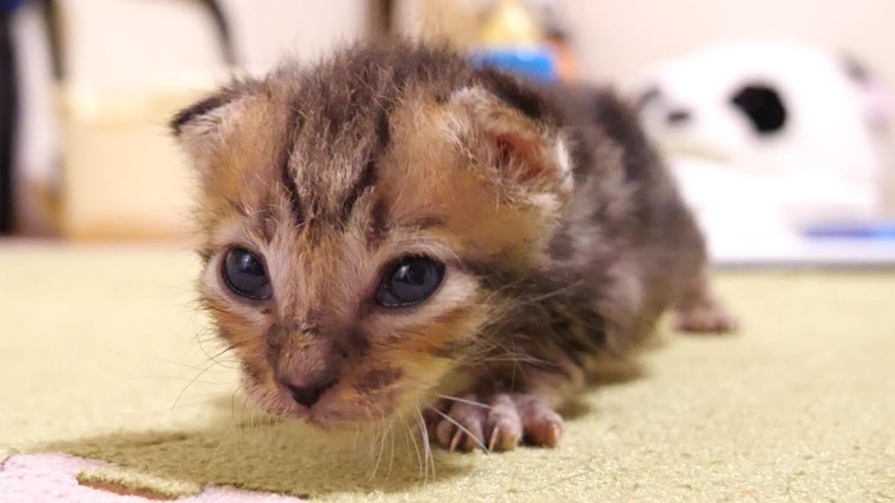 ヨチヨチ歩きで子猫に突進する子猫【赤ちゃん猫　保護猫】
