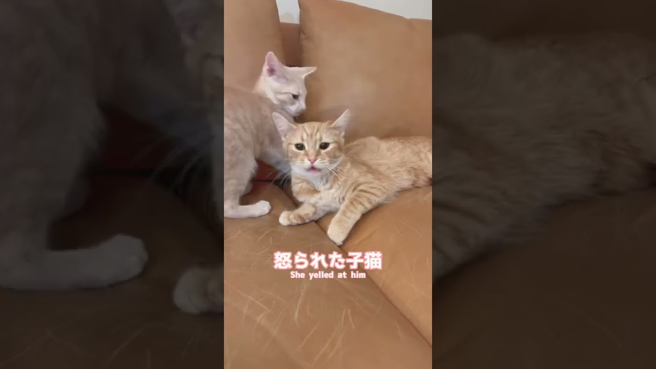 機嫌が悪くて子猫を威嚇してしまう母猫 🐈😡#shorts