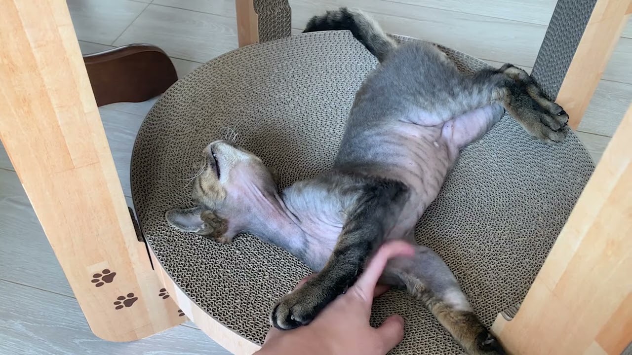 デボンレックス弟が触って欲しいとアピールしています(Devon Rex cat appealing to me to touch him)