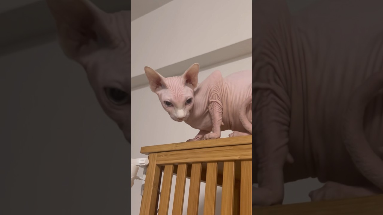 毛のない猫のヒジがバッタすぎるww【スフィンクス猫】