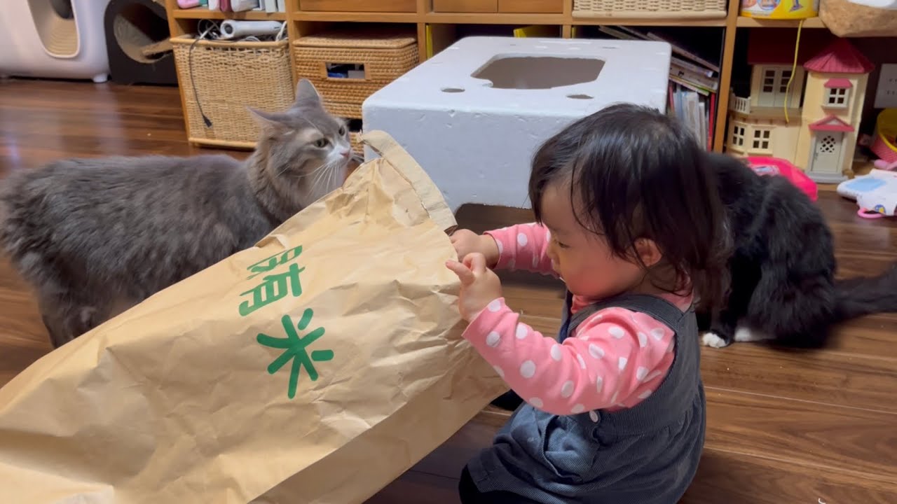 大好きなコメ袋を巡る三つ巴の戦いに参加する猫　ノルウェージャンフォレストキャット　Cats fighting over rice bags