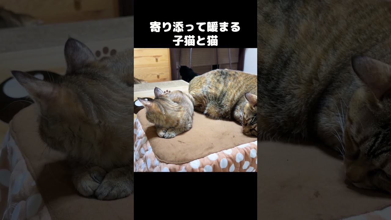 先住猫のそばで落ち着く子猫　#shorts