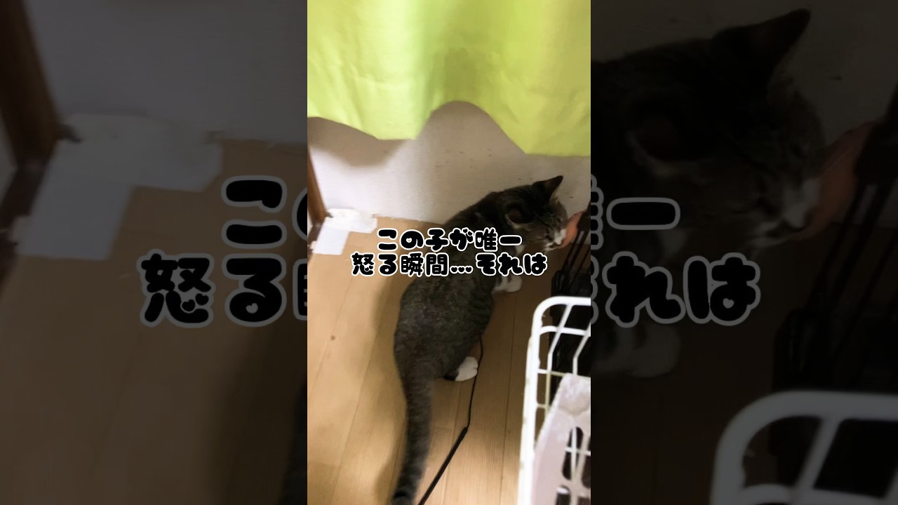いつも怒らない猫が怒る瞬間 #shorts #保護猫 #cat #猫 #ショート