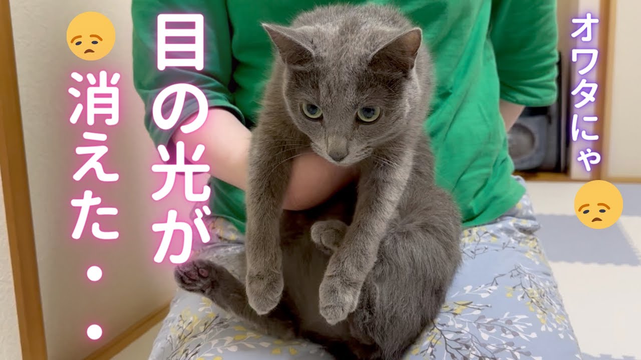 約半年間・・頑張った偉い猫（ロシアンブルー）