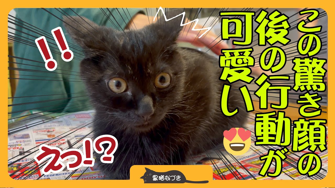 【まさかの行動】子猫が初めて見せた驚き顔とその後のいじらしくて可愛い行動！