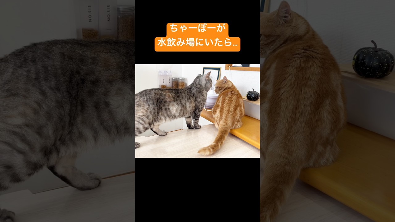 ちゃーぼーが水飲み場にいたらポッポママがやってきて... #猫 #マンチカン #shorts