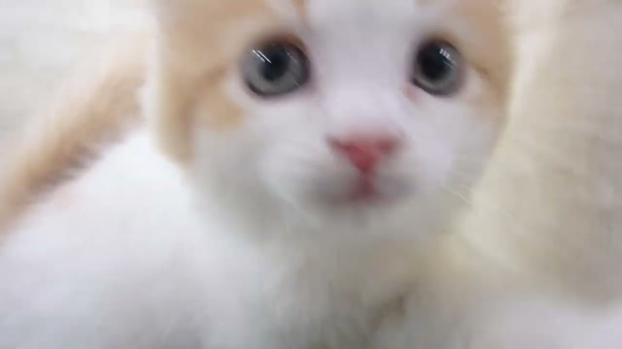 ペットショップcoo&riku No.00654960 ラガマフィン