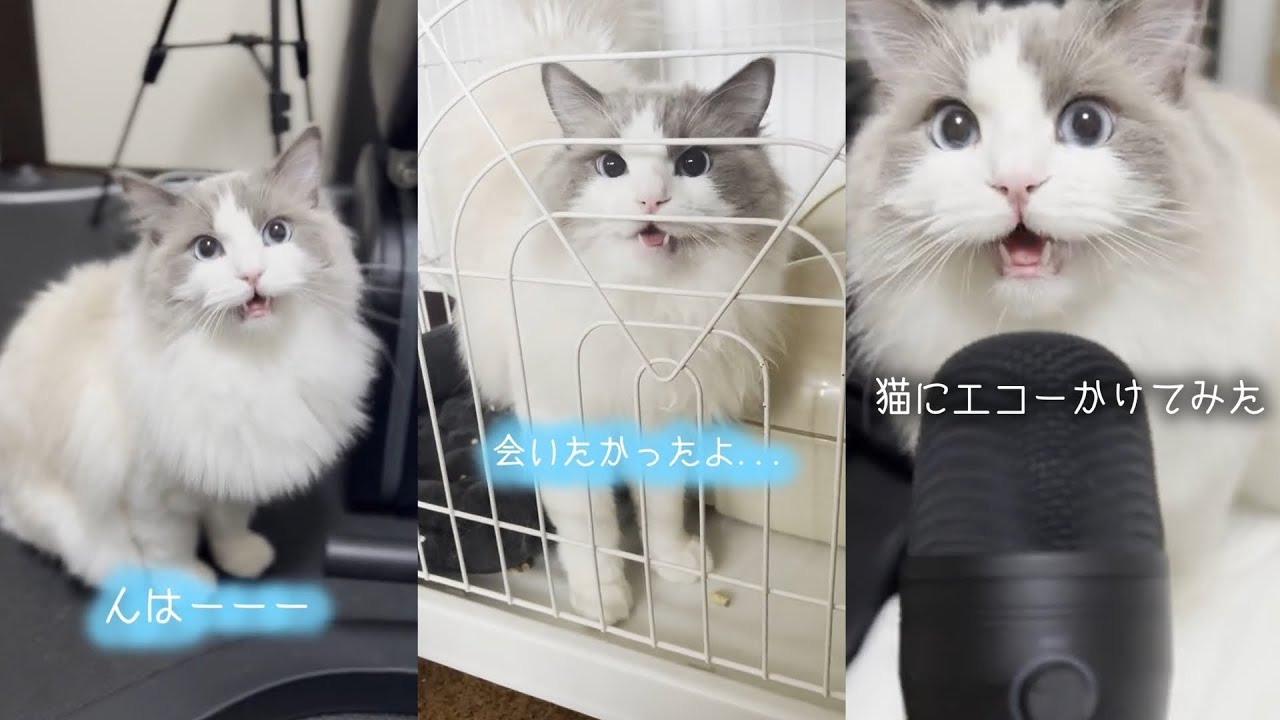 鳴き声が可愛すぎるラグドール猫の大人気shortsまとめ②