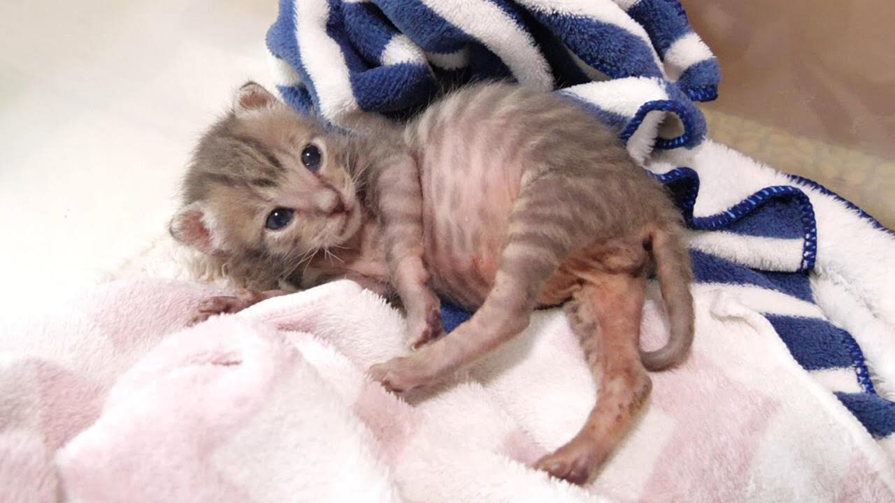 満腹の子猫がヘンテコポーズでママを待つ【赤ちゃん猫　保護猫】