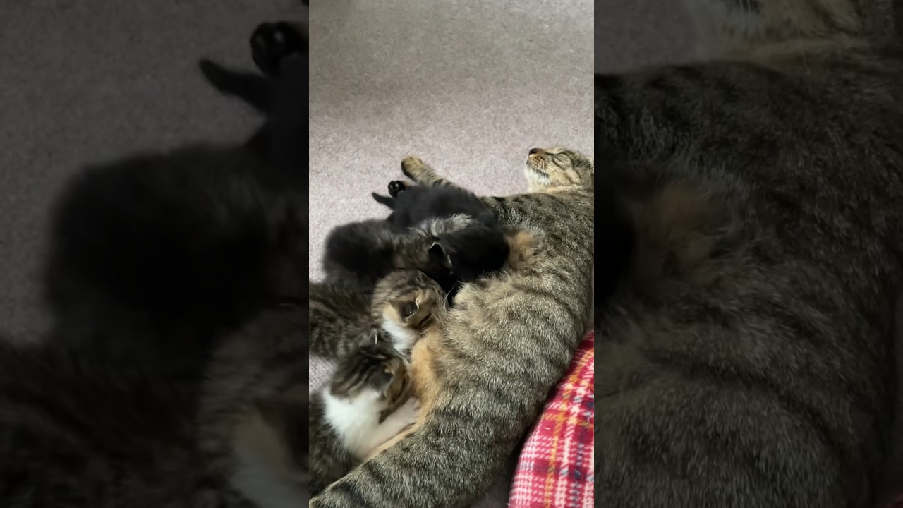 赤ちゃん猫のおっぱい争奪戦#shorts