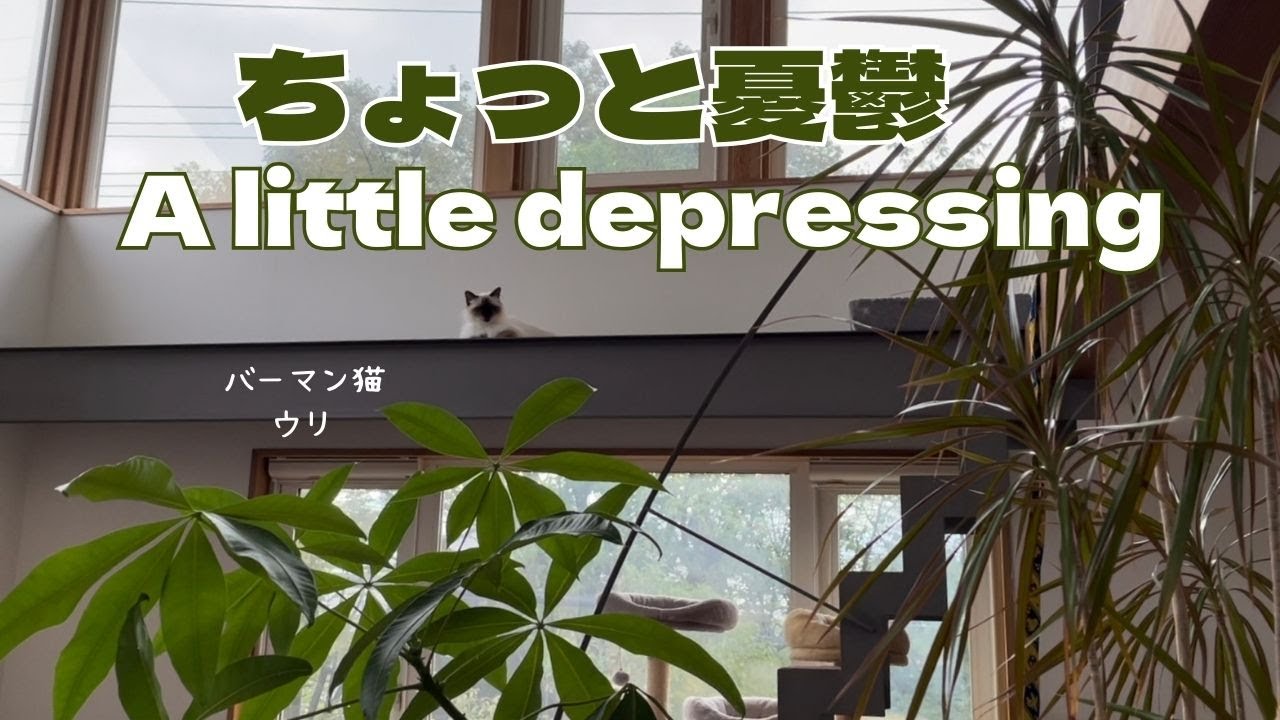 バーマン猫ウリ【ちょっと憂鬱】A little depressing（バーマン猫）Birman/Cat