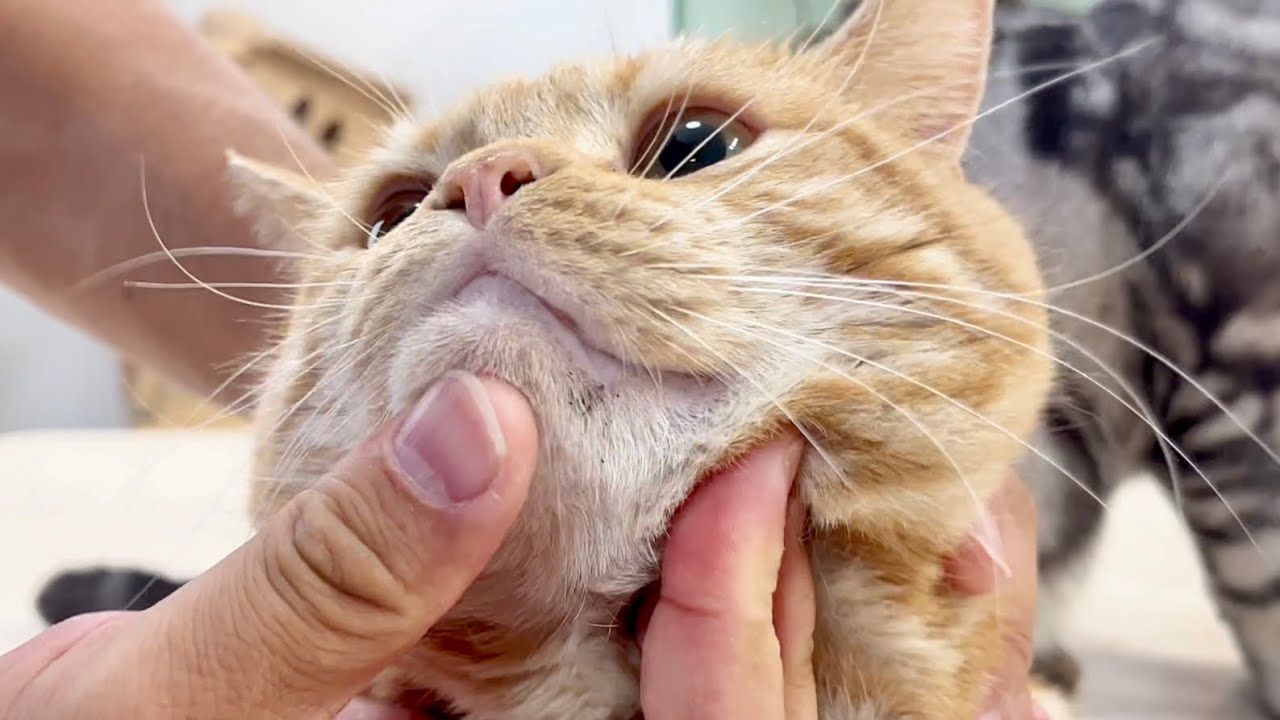 ちゃーぼーに顎ニキビができてしまいました #猫 #マンチカン