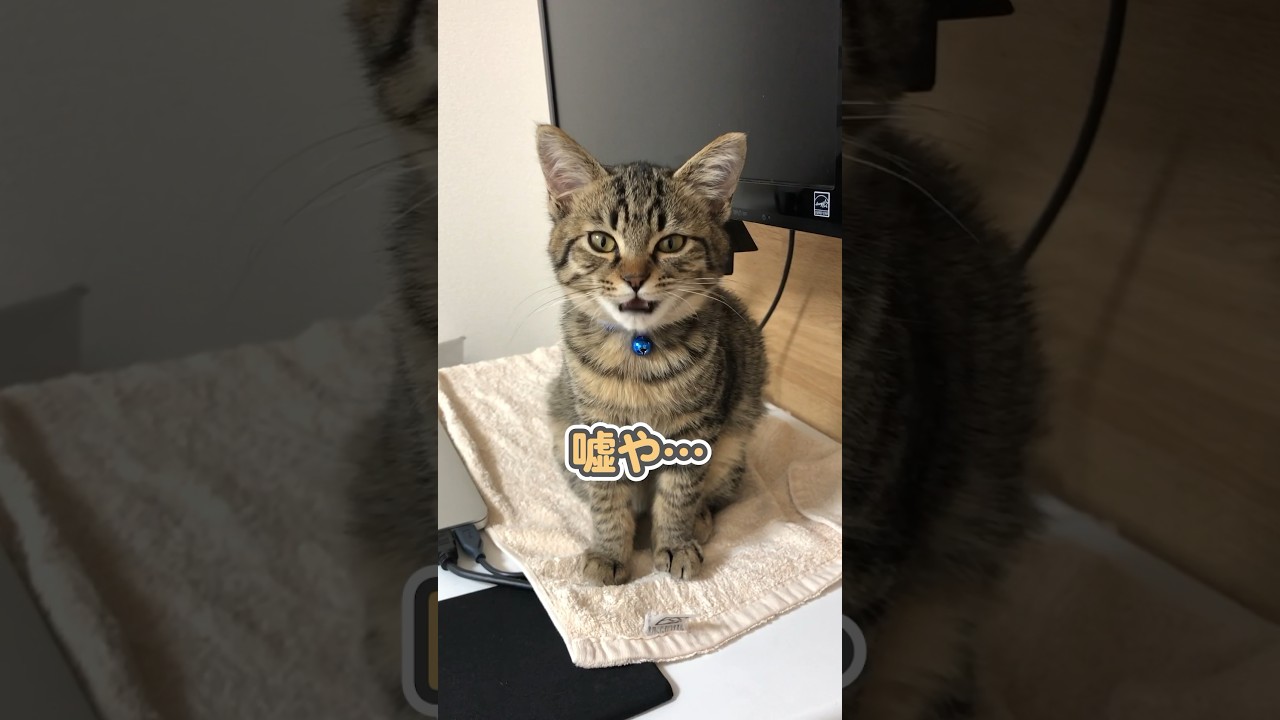 子猫時代も今も、しっかりおしゃべりできる猫