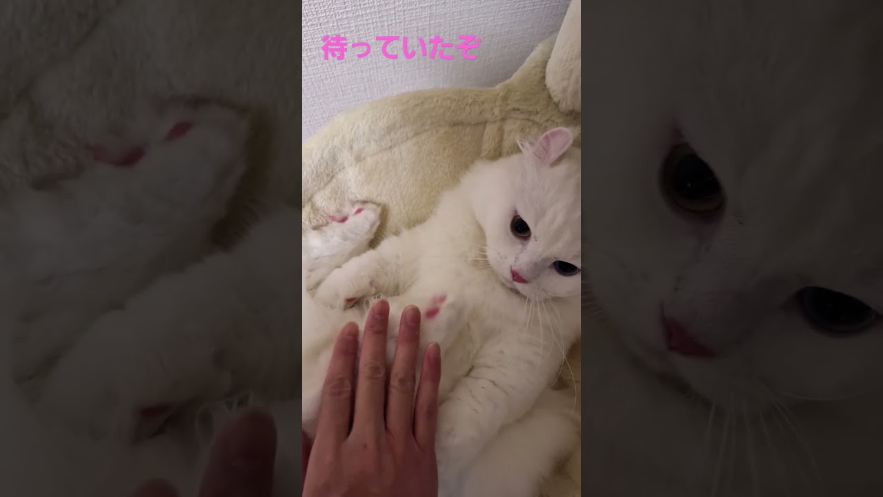 【オッドアイ幸せを呼ぶ猫】ラビちゃんの興奮スポット#猫#cat#白猫#キンカロー#shorts