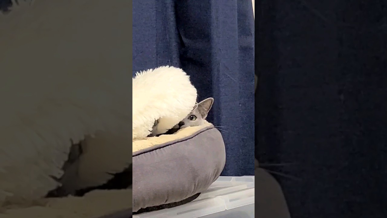 CGにゃんか？ネコのキャラクターみたい🤭 #猫 #ロシアンブルー #shorts