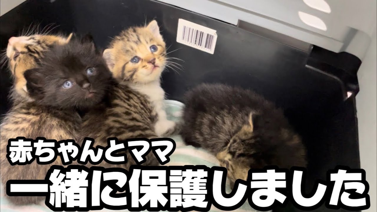 野良の子猫と母猫を一緒に保護して新しい生活が始まりました
