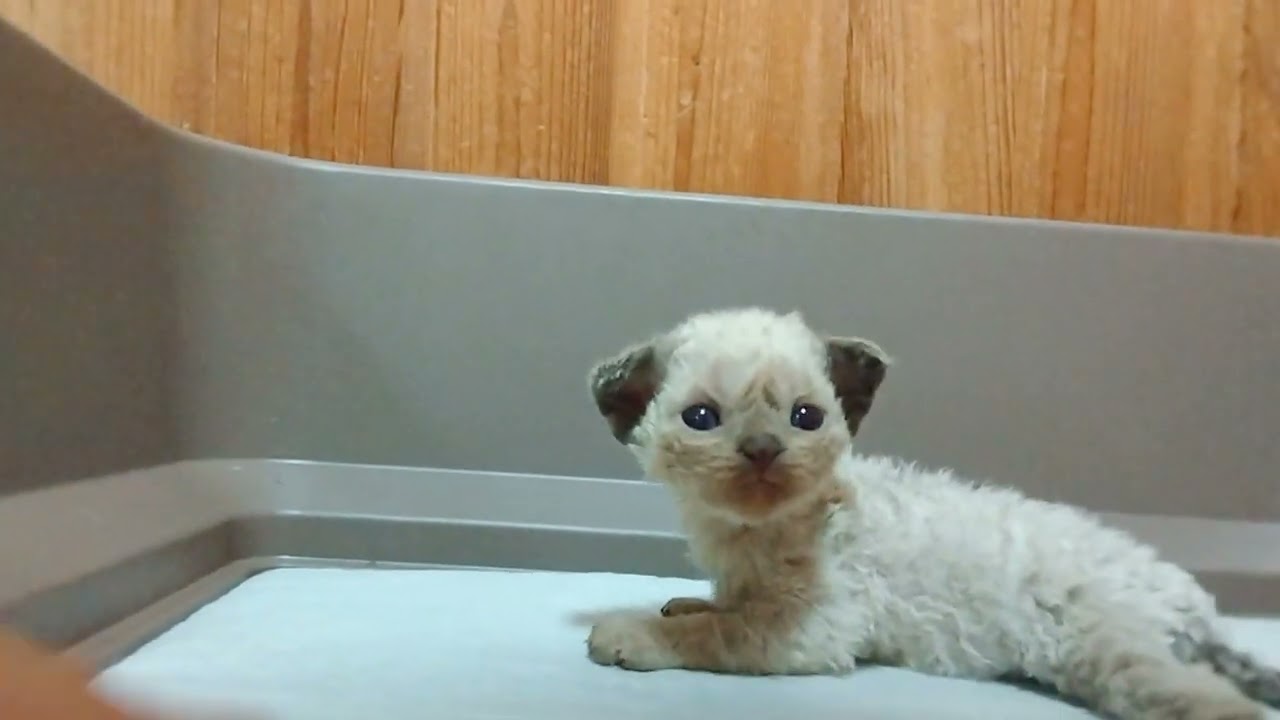 デボンレックス　仮名スレッタ