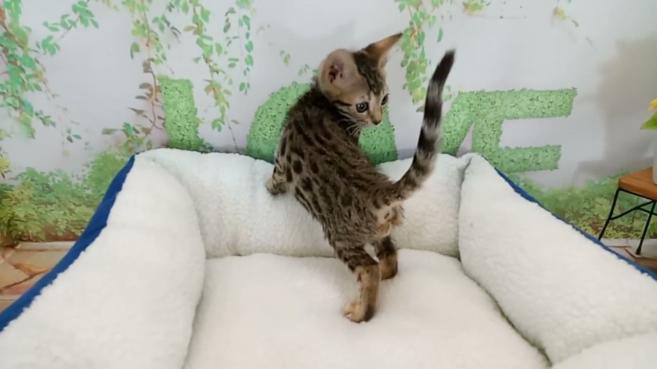 654883 ベンガル