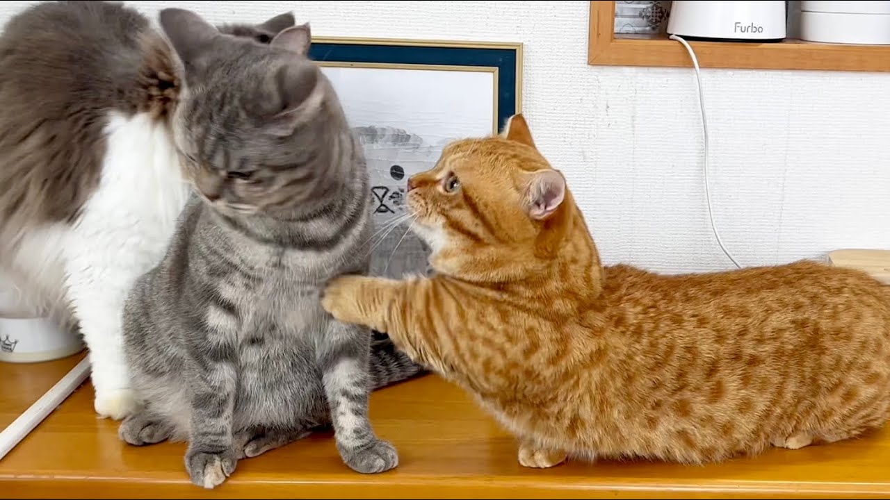 ちーちゃんと仲良くするのを邪魔されたぽちゃくんが遂に... #猫 #マンチカン