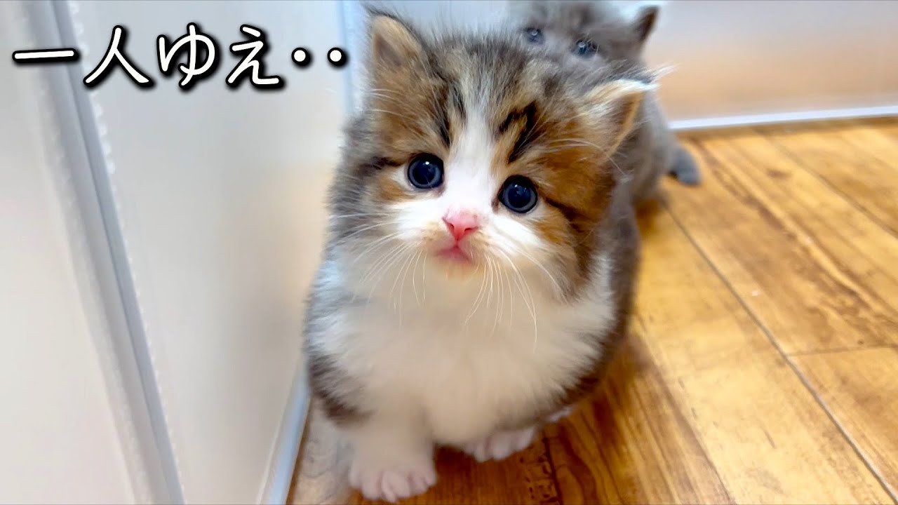 【マンチカンの子猫】一人故に甘えん坊になった子猫が可愛い件 ∼猫のいる生活Vol.830~ 出産動画 マンチカン短足・ミヌエット・ペルシャ猫専門ブリーダー『ペット蔵人』【子猫の成長記録】