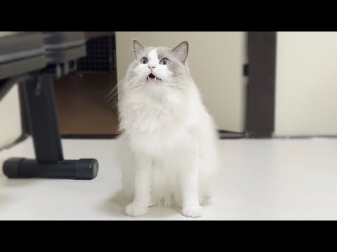 鳴きながら運動会に誘ってくるラグドール猫がかわいすぎた。