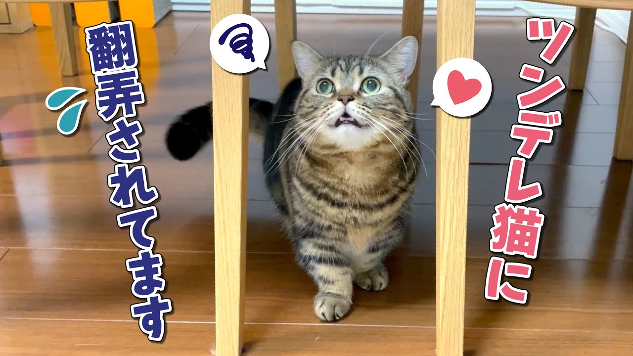 甘えたいのについ隠れちゃうツンデレ猫の攻略が難しすぎます…