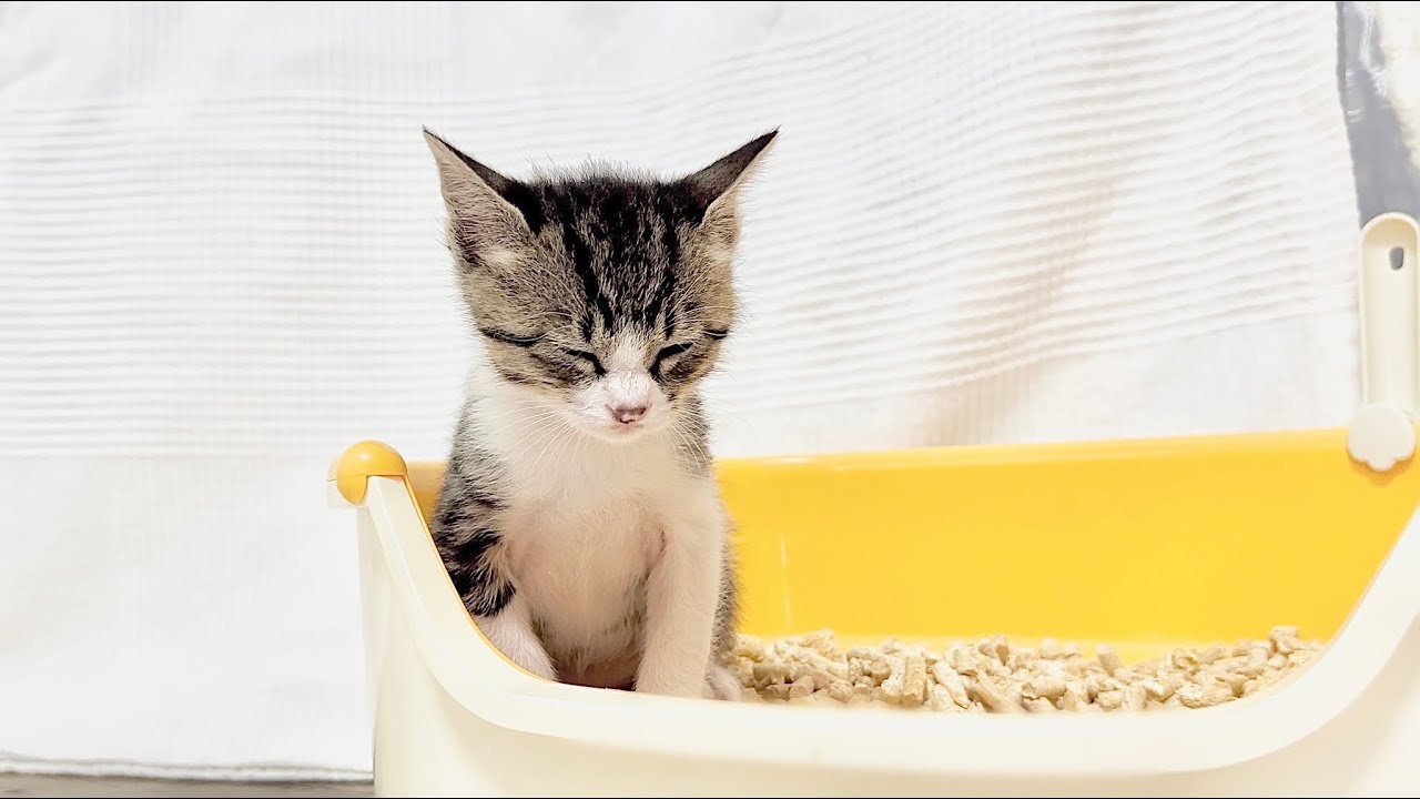 生後34日 トイレに全集中する子猫【山菜兄妹#33】Kitten concentrating on peeing.