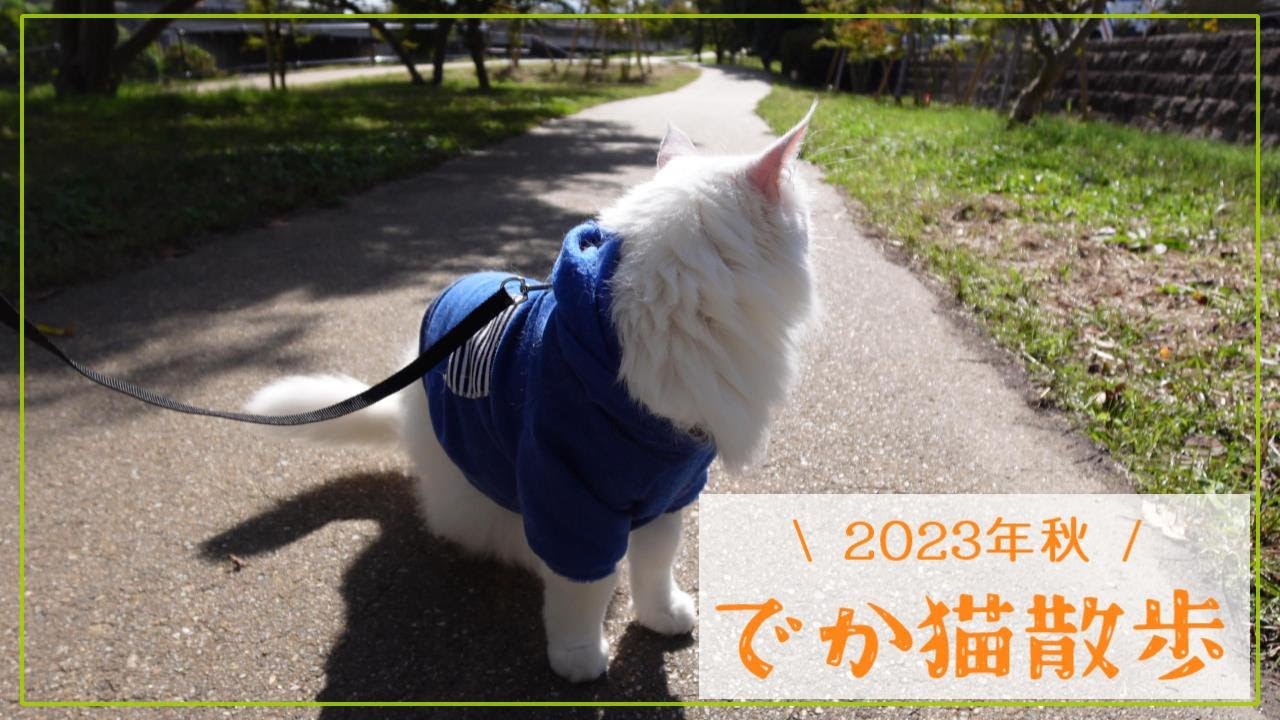 メインクーンのでか猫散歩（2023年秋）