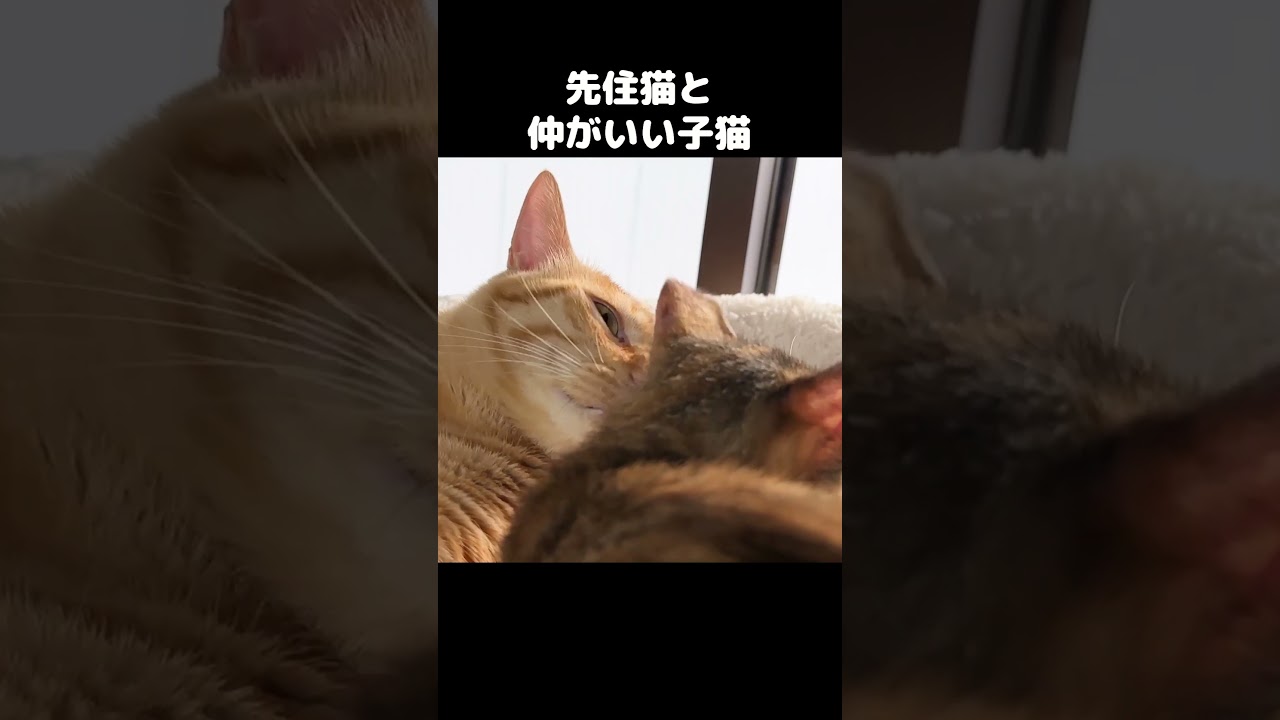子猫と先住猫の距離がとても近い日　#shorts