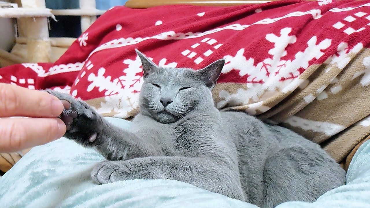 【猫動画】嫁の足の間でとろけちゃうロシアンブルー【russianbule】
