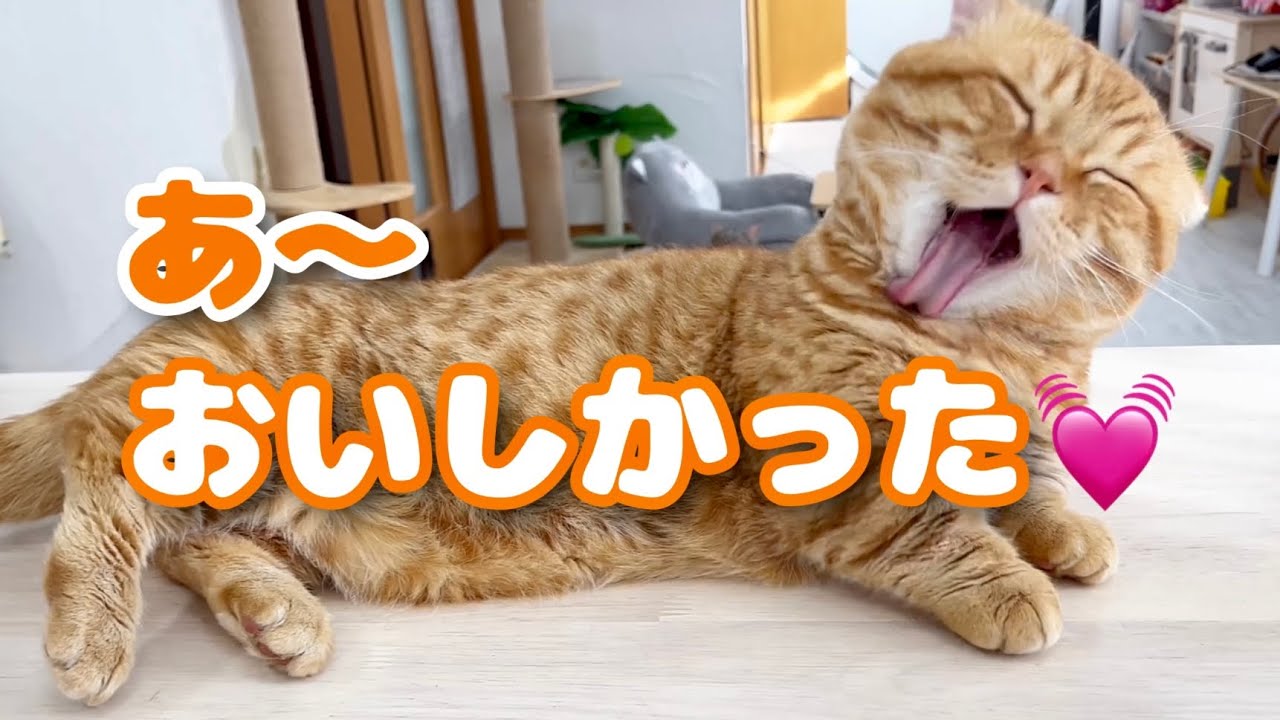 みんなの倍の速さで食べ終わりみんなの食べ残しを期待し続けるぽちゃくん #猫 #マンチカン
